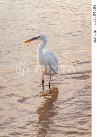 Great egret (Ardea alba), a medium-sized white heron fishing on the sea beach 119504698