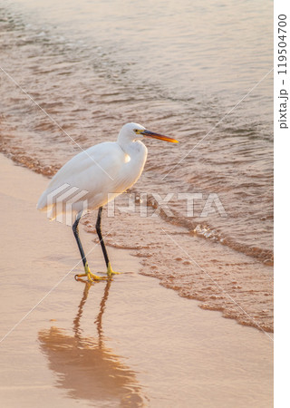 Great egret (Ardea alba), a medium-sized white heron fishing on the sea beach 119504700