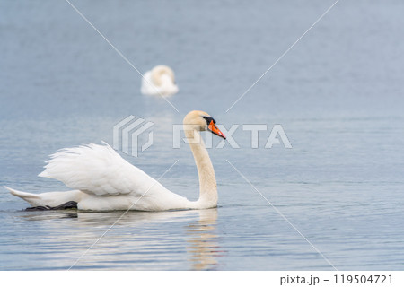 Graceful white Swan swimming in the lake, swans in the wild. Portrait of a white swan swimming on a lake. Graceful white Swan swimming in the lake, swans in the wild. Portrait of a white swan swimming on a lake. 119504721