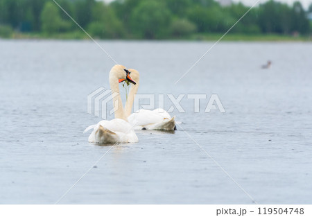 Two Graceful white Swans swimming in the lake, swans in the wild Two Graceful white Swans swimming in the lake, swans in the wild 119504748