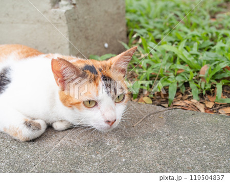 ミケネコ ミケネコ 119504837