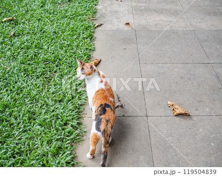 ミケネコ ミケネコ 119504839