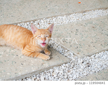 にゃー にゃー 119504841