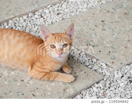 子猫 子猫 119504842