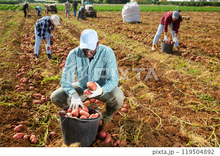 Farmer harvesting ripe potatoes on vegetable field Farmer harvesting ripe potatoes on vegetable field 119504892