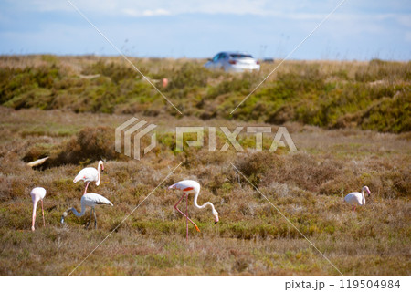 Flamingos in wetland of Ebro river Delta in springtime, Spain 119504984