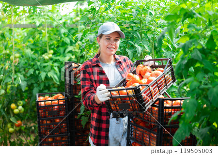 Woman farmer with tomato harvest in greenhouse Woman farmer with tomato harvest in greenhouse 119505003
