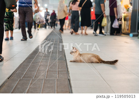 ガドンナイトマーケット ガドンナイトマーケット 119505013