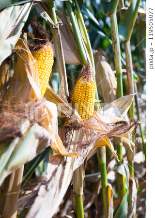Ears of ripe corn growing on stalks 119505077