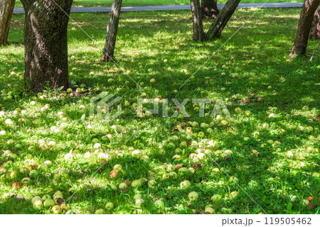 Fallen apples scattered on the ground amidst decaying leaves, showcasing the remnants of the harvest season Fallen apples scattered on the ground amidst decaying leaves, showcasing the remnants of the harvest season 119505462