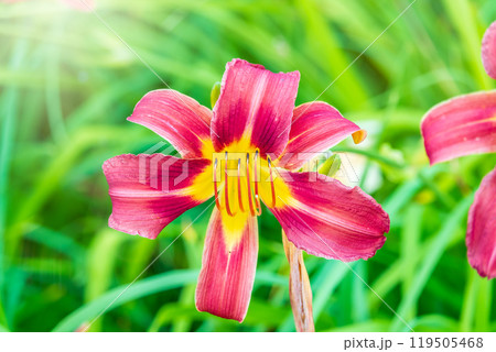Close up of a single orange day lily, Hemerocallis fulva, in full bloom. Close up of a single orange day lily, Hemerocallis fulva, in full bloom. 119505468
