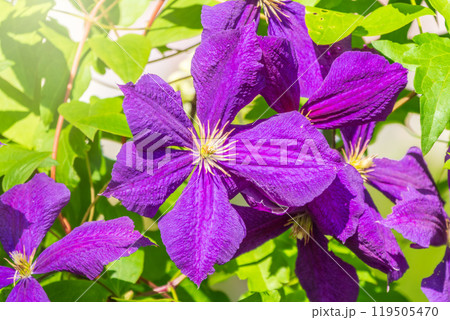 Spring Flowering Downy Clematis (Clematis macropetala). Close up of flowering blue Clematis on blurred background. Spring Flowering Downy Clematis (Clematis macropetala). Close up of flowering blue Clematis on blurred background. 119505470