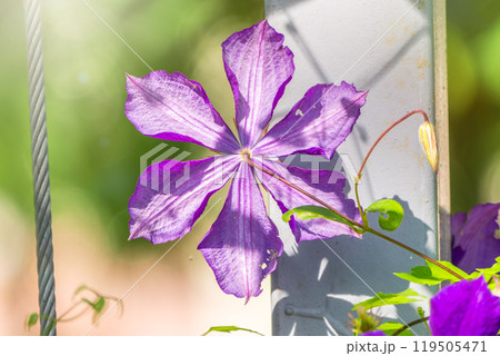 Spring Flowering Downy Clematis (Clematis macropetala). Close up of flowering blue Clematis on blurred background. 119505471