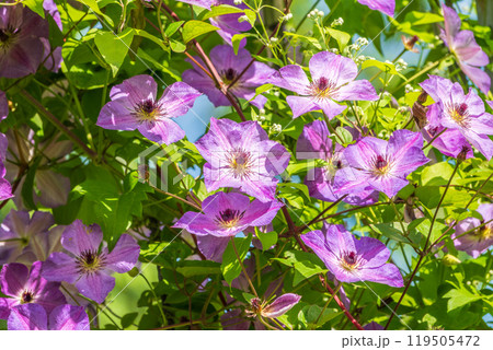 Spring Flowering Downy Clematis (Clematis macropetala). Close up of flowering blue Clematis on blurred background. Spring Flowering Downy Clematis (Clematis macropetala). Close up of flowering blue Clematis on blurred background. 119505472