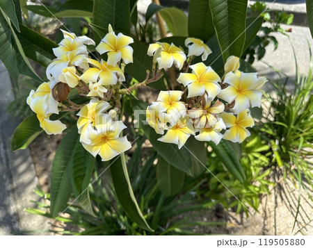 南国の植物園に咲く黄色い花 119505880