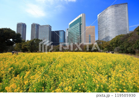 【東京都】晴天の浜離宮恩賜庭園の菜の花畑と梅林と汐留高層ビル群 119505930