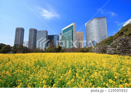 【東京都】晴天の浜離宮恩賜庭園の菜の花畑と梅林と汐留高層ビル群 【東京都】晴天の浜離宮恩賜庭園の菜の花畑と梅林と汐留高層ビル群 119505932
