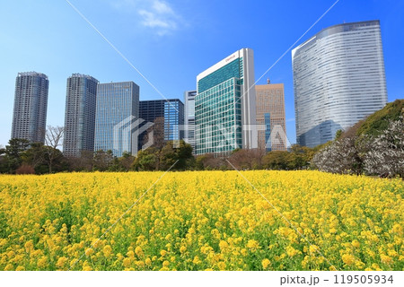 【東京都】晴天の浜離宮恩賜庭園の菜の花畑と梅林と汐留高層ビル群 【東京都】晴天の浜離宮恩賜庭園の菜の花畑と梅林と汐留高層ビル群 119505934