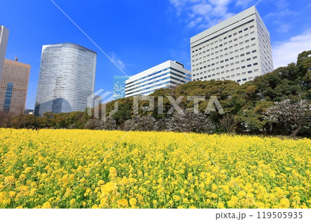 【東京都】晴天の浜離宮恩賜庭園の菜の花畑と梅林と汐留高層ビル群 【東京都】晴天の浜離宮恩賜庭園の菜の花畑と梅林と汐留高層ビル群 119505935