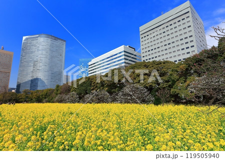 【東京都】晴天の浜離宮恩賜庭園の菜の花畑と梅林と汐留高層ビル群 119505940