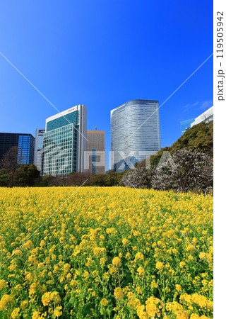 【東京都】晴天の浜離宮恩賜庭園の菜の花畑と梅林と汐留高層ビル群 【東京都】晴天の浜離宮恩賜庭園の菜の花畑と梅林と汐留高層ビル群 119505942