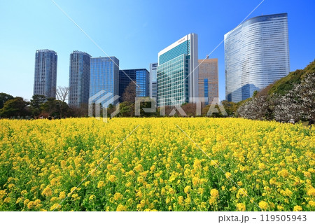 【東京都】晴天の浜離宮恩賜庭園の菜の花畑と梅林と汐留高層ビル群 119505943