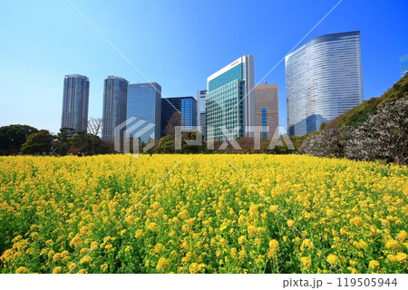 【東京都】晴天の浜離宮恩賜庭園の菜の花畑と梅林と汐留高層ビル群 119505944