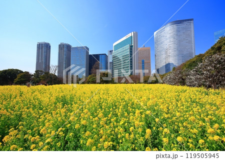【東京都】晴天の浜離宮恩賜庭園の菜の花畑と梅林と汐留高層ビル群 【東京都】晴天の浜離宮恩賜庭園の菜の花畑と梅林と汐留高層ビル群 119505945