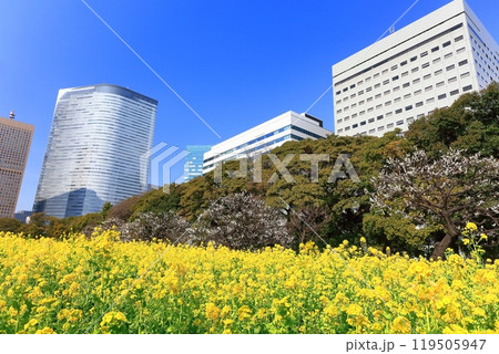 【東京都】晴天の浜離宮恩賜庭園の菜の花畑と梅林と汐留高層ビル群 【東京都】晴天の浜離宮恩賜庭園の菜の花畑と梅林と汐留高層ビル群 119505947