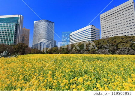 【東京都】晴天の浜離宮恩賜庭園の菜の花畑と梅林と汐留高層ビル群 119505953