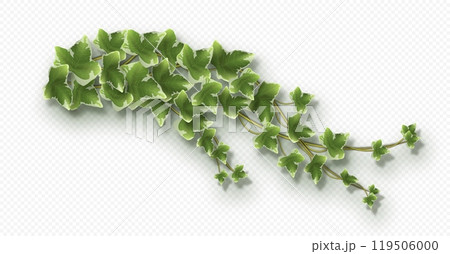 Ivy vine with lush green leaves. Hedera trailing branch Ivy vine with lush green leaves. Hedera trailing branch 119506000