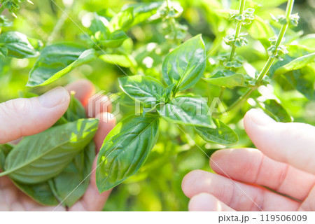 バジルを収穫する バジルを収穫する 119506009