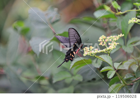 千歳線　植苗－美々　ジャコウアゲハ♂ 119506028