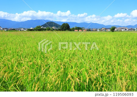 田園地帯から藤原宮跡と畝傍山を望む 田園地帯から藤原宮跡と畝傍山を望む 119506093