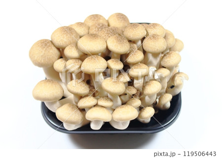 和食に欠かせない、シメジ (Hypsizygus marmoreus) 119506443