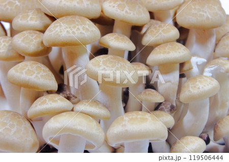 きのこ狩りの収穫！椎茸の森で出会ったシメジ (Hypsizygus marmoreus) 119506444