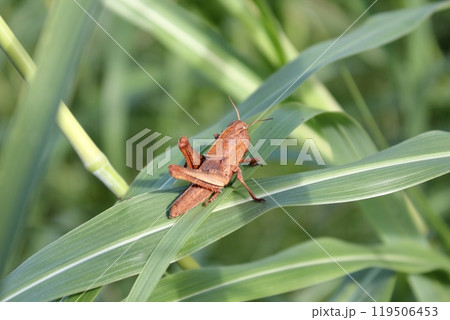 トノサマバッタの幼虫 トノサマバッタの幼虫 119506453