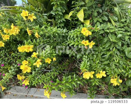 黄色い花 119506533