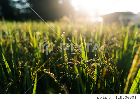 Rice plants with morning light behind forest bokeh 119506681