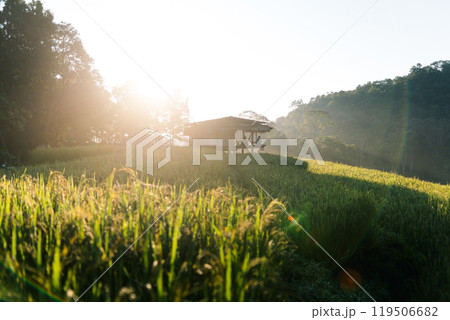Rice fields and huts in the morning 119506682
