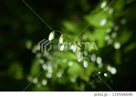 初夏の訪れを知らせる姫空木。花言葉は「秘密」「秘めた恋」そして「夏の訪れ」。 初夏の訪れを知らせる姫空木。花言葉は「秘密」「秘めた恋」そして「夏の訪れ」。 119506696