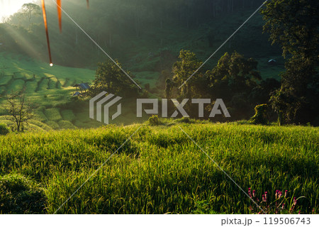 Rice fields with natural light in the early morning 119506743