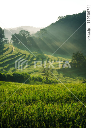 Rice fields with natural light in the early morning 119506744