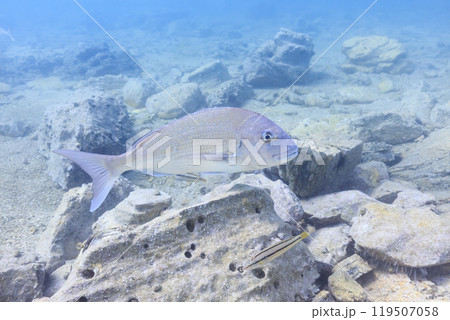 陸奥湾に生息する海の生き物 マダイ、キュウセン、ウニ 陸奥湾に生息する海の生き物 マダイ、キュウセン、ウニ 119507058