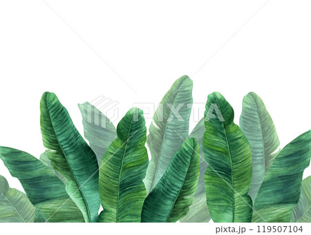 Horizontal banner, border with tropical plantain banana tree leaves. Hand drawn botanical illustration isolated on white background. For clip art cards invitation label package posters Horizontal banner, border with tropical plantain banana tree leaves. Hand drawn botanical illustration isolated on white background. For clip art cards invitation label package posters 119507104