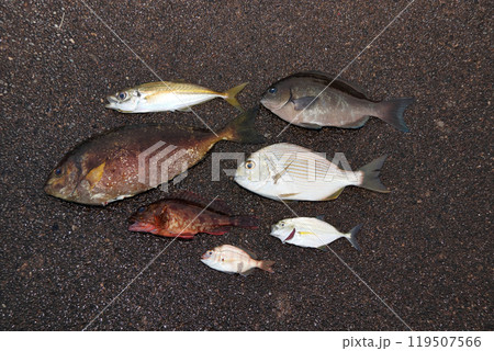 堤防釣果 アジ アイゴ カサゴ グレ タイ ヘダイ メッキアジ 堤防釣果 アジ アイゴ カサゴ グレ タイ ヘダイ メッキアジ 119507566
