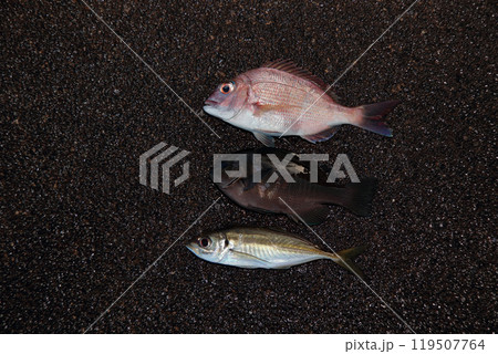 堤防釣果釣り アジ グレ アジ 堤防釣果釣り アジ グレ アジ 119507764