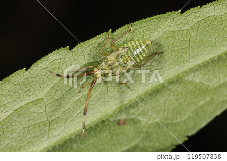 生き物　昆虫　ヘリオオカスミカメ、幼虫です。翅芽の大きさから終齢幼虫かと・・・ 119507838