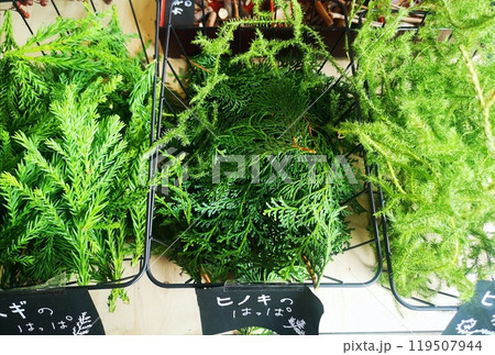 ヒノキの葉 119507944