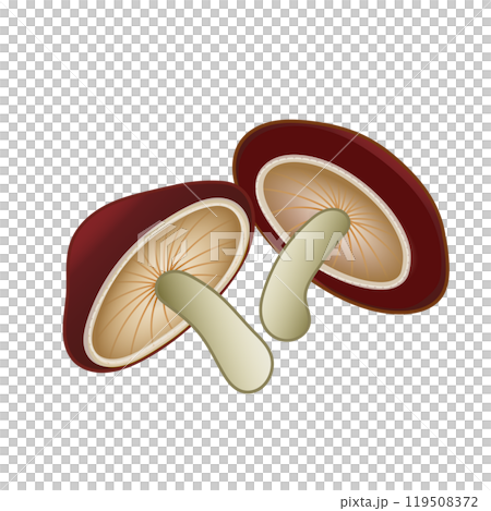 Illustration of shiitake Illustration of shiitake 119508372